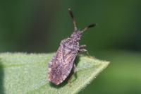 Strobilotoma typhaecornis