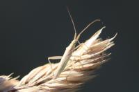 Stenodema laevigata