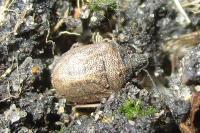 Podops inunctus