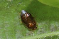 Deraeocoris lutescens