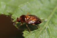 Deraeocoris lutescens