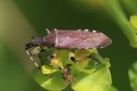Dicranocephalus albipes