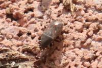 Stygnocoris fuligineus