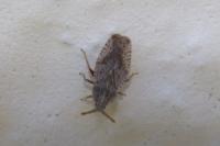 Tingis crispata