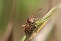 Stictopleurus