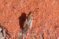 Cymus claviculus