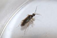 Dicyphus globulifer