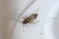 Nysius