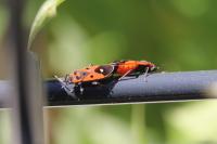 Melanocoryphus albomaculatus