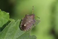 Peribalus strictus