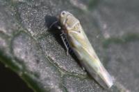 Frutioidia bisignata