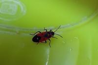 Melanocoryphus albomaculatus