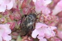 Lepidargyrus ancorifer