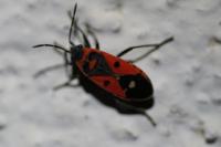 Melanocoryphus albomaculatus