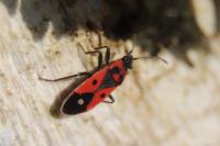 Melanocoryphus albomaculatus