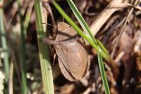 Eurygaster austriaca