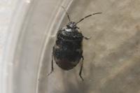 Tritomegas bicolor