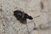 Microplax albofasciata