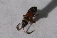 Raglius alboacuminatus