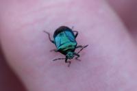 Zicrona caerulea