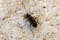 Rhyparochromus vulgaris