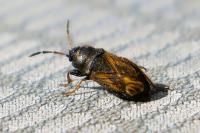 Megalonotus emarginatus