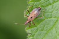 Himacerus mirmicoides