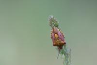 Carpocoris purpureipennis
