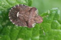 Dyroderes umbraculatus