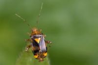 Liocoris tripustulatus