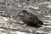Penthimia nigra