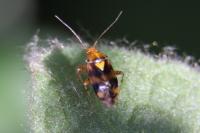 Liocoris tripustulatus
