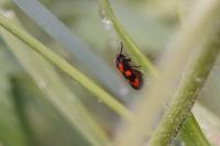 Cercopis vulnerata