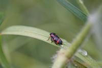 Cercopis intermedia