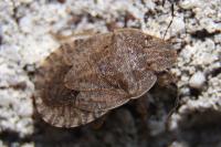Sciocoris homalonotus