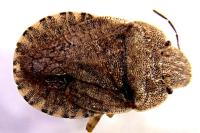 Sciocoris homalonotus