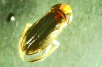 Cymatia coleoptrata