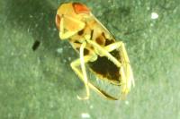 Cymatia coleoptrata