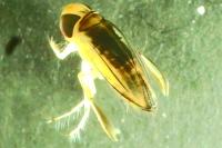 Cymatia coleoptrata