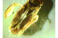 Corixa