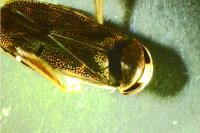 Corixa