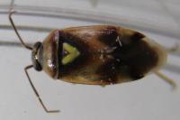 Orthops