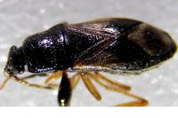 Megalonotus praetextatus