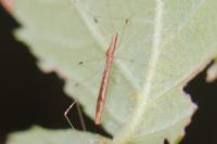 Apoplymus pectoralis