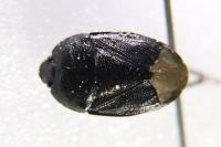 Sehirus morio