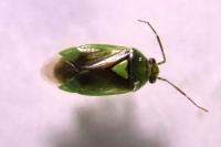 Orthops campestris