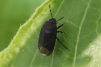 Ochetostethus nanus