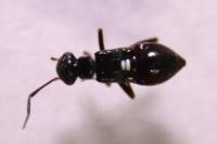 Globiceps sphaegiformis