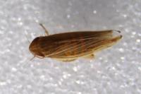 Mocydia crocea