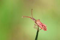 Haploprocta sulcicornis